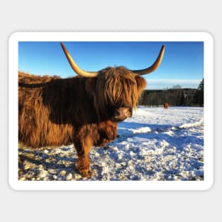 Scottish Highland Cattle Cow 2272 Sticker